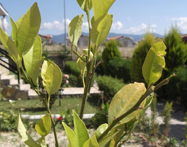 Name:  limon2.jpg
Views: 3775
Size:  50.8 KB