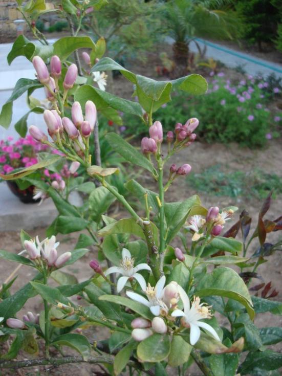 Name:  lemon.jpg
Views: 2575
Size:  66.8 KB