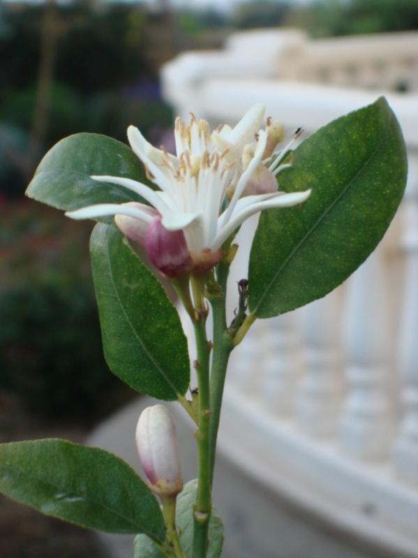 Name:  flowers.jpg
Views: 2578
Size:  41.0 KB