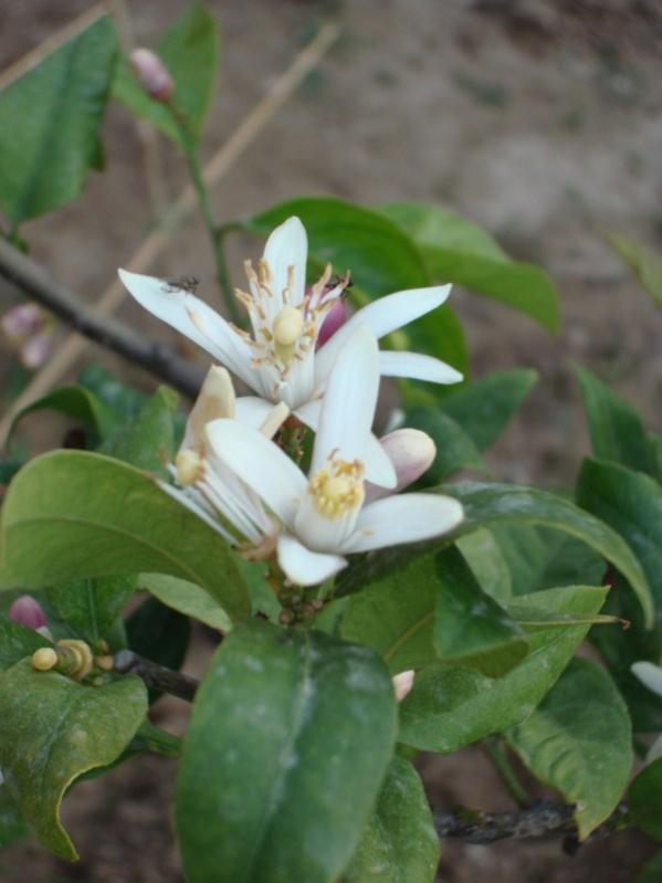 Name:  fruit.jpg
Views: 2608
Size:  43.3 KB