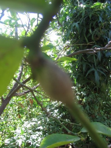 Name:  Yaban arisi uru 001.jpg
Views: 103228
Size:  55.4 KB