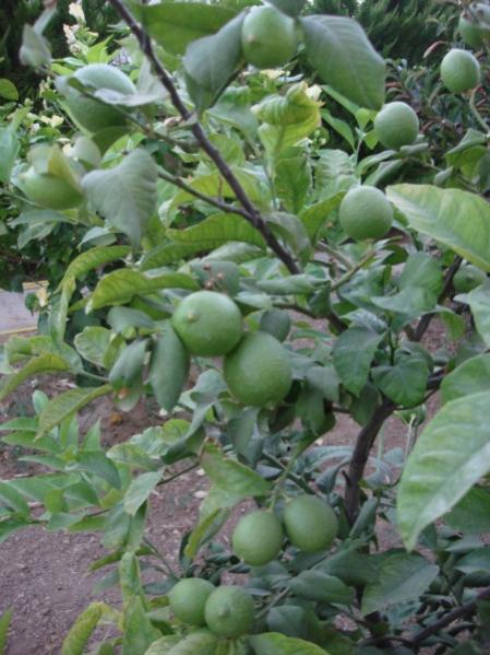 Name:  lemon.jpg
Views: 2320
Size:  49.7 KB