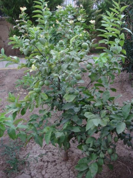 Name:  limon.jpg
Views: 2321
Size:  58.3 KB
