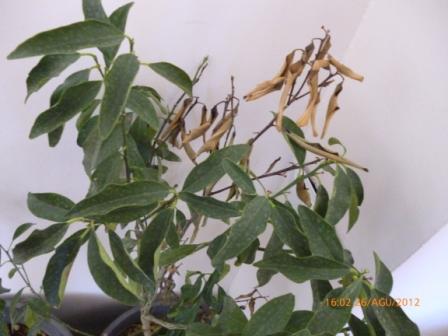 Name:  P1000772.JPG
Views: 2180
Size:  39.9 KB