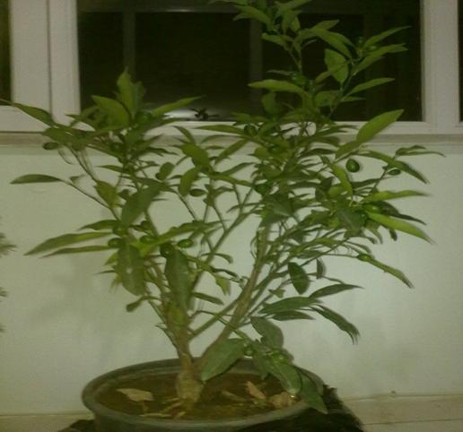 Name:  21082012166.jpg
Views: 2312
Size:  30.6 KB