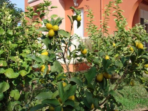 Name:  Kumquat.jpg
Views: 2673
Size:  47.9 KB