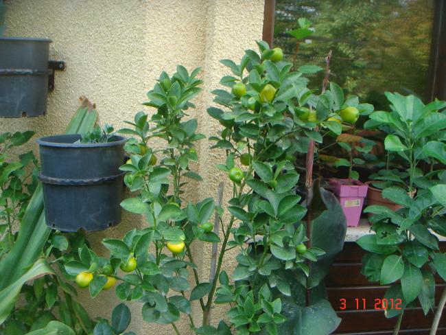 Name:  DSC01262.jpg
Views: 2877
Size:  64.6 KB