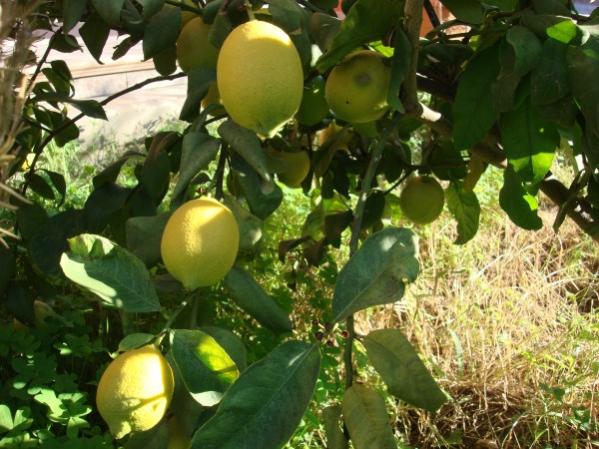 Name:  Lemon.jpg
Views: 2268
Size:  57.8 KB