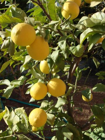 Name:  limon (2).jpg
Views: 15673
Size:  56.7 KB
