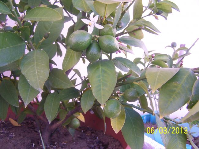 Name:  015.jpg
Views: 14410
Size:  53.1 KB