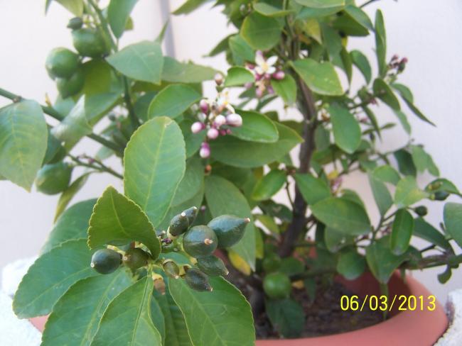 Name:  017.jpg
Views: 16187
Size:  42.4 KB