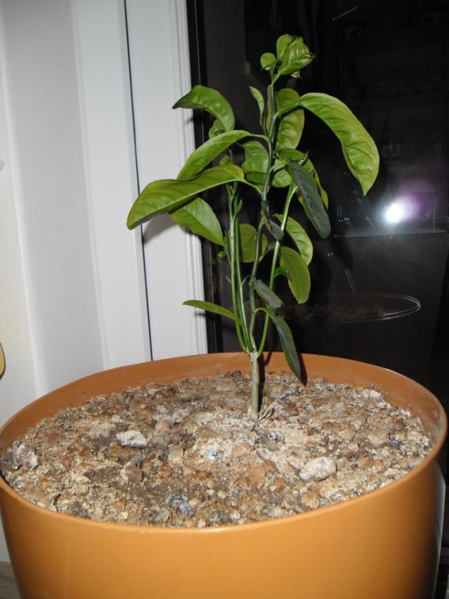 Name:  limon.jpg
Views: 19014
Size:  64.5 KB