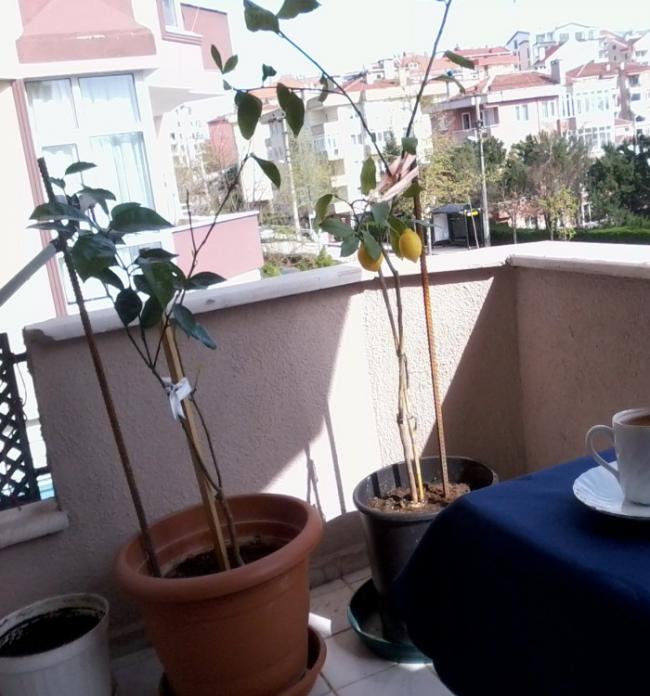 Name:  Fotoraf0385.jpg
Views: 16208
Size:  61.8 KB