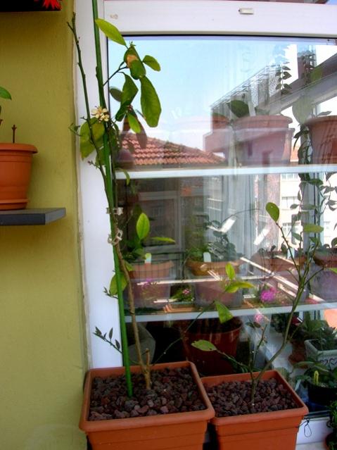 Name:  DSCN3205.jpg
Views: 1853
Size:  47.2 KB