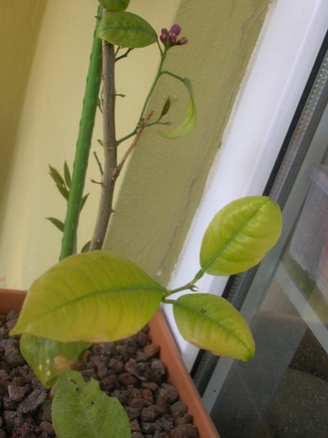 Name:  DSCN3206.jpg
Views: 1905
Size:  31.4 KB