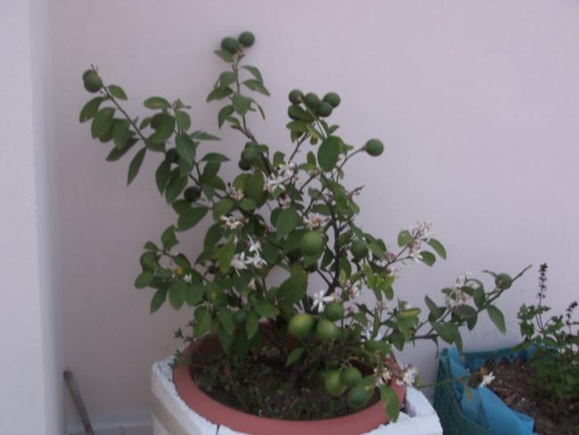 Name:  020.jpg
Views: 1705
Size:  30.2 KB