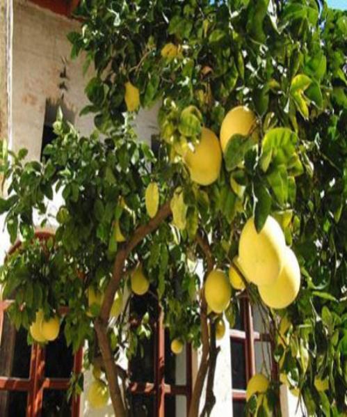 Name:  agac kavunu 1 (500 x 600).jpg
Views: 11501
Size:  59.6 KB