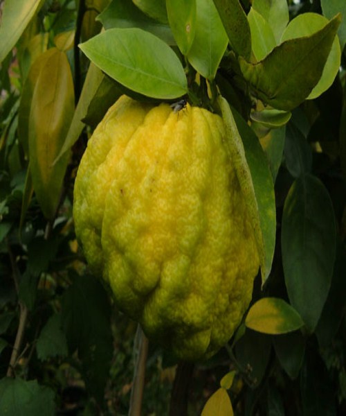 Name:  agac kavunu 2 (500 x 600).jpg
Views: 14431
Size:  54.4 KB