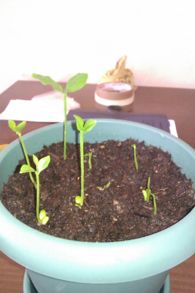 Name:  IMAG0773.jpg
Views: 3001
Size:  59.9 KB
