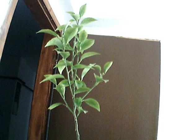 Name:  Resim 057.jpg
Views: 2215
Size:  29.0 KB
