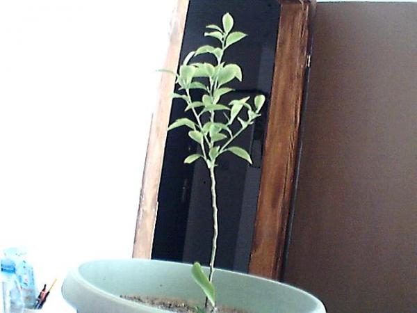 Name:  Resim 056.jpg
Views: 2248
Size:  28.7 KB