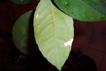 Name:  Resim 003.jpg
Views: 147887
Size:  15.1 KB