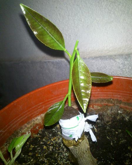 Name:  limon_asilama.jpg
Views: 4009
Size:  38.2 KB