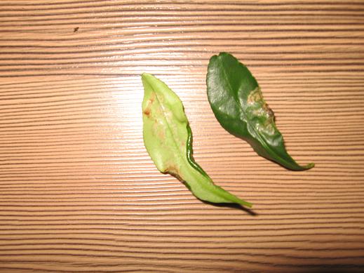 Name:  KMK-1.JPG
Views: 8073
Size:  46.6 KB