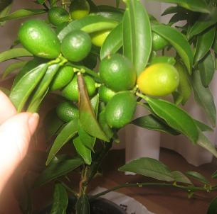 Name:  KMK-2.JPG
Views: 7942
Size:  16.0 KB