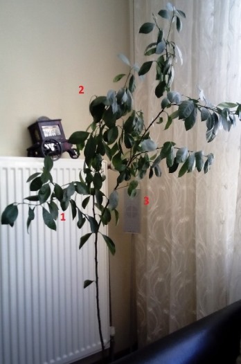 Name:  IMG1.jpg
Views: 1184
Size:  52.2 KB
