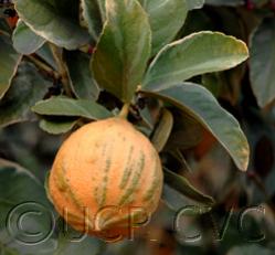 Name:  PinkVariegatedEureka13_000.jpg
Views: 1147
Size:  11.4 KB