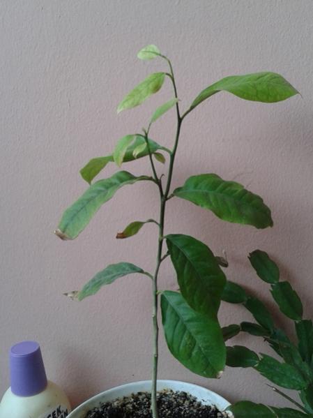 Name:  limon2.jpg
Views: 2284
Size:  29.7 KB
