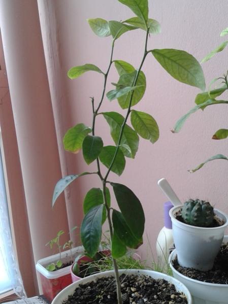Name:  limon3.jpg
Views: 2392
Size:  36.0 KB