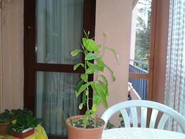 Name:  limon.jpg
Views: 2309
Size:  40.1 KB
