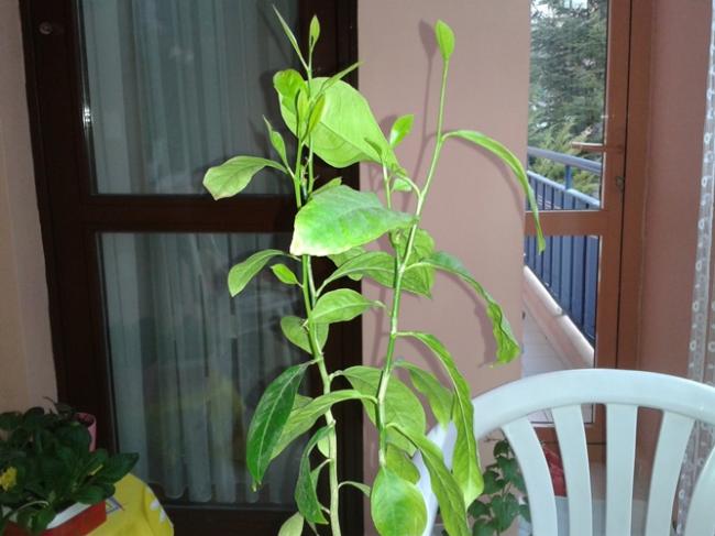 Name:  limon1.jpg
Views: 2312
Size:  41.8 KB