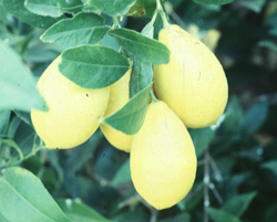 Name:  Tavareslimequat.jpg
Views: 5881
Size:  42.5 KB