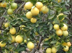 Name:  EustisLimequat2.jpg
Views: 9273
Size:  13.8 KB
