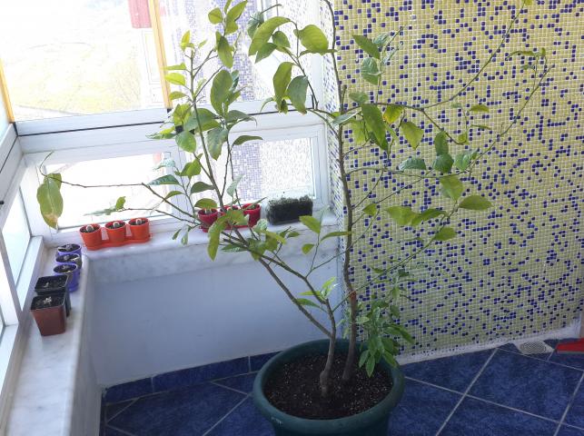 Name:  limon01.jpg
Views: 2722
Size:  69.7 KB