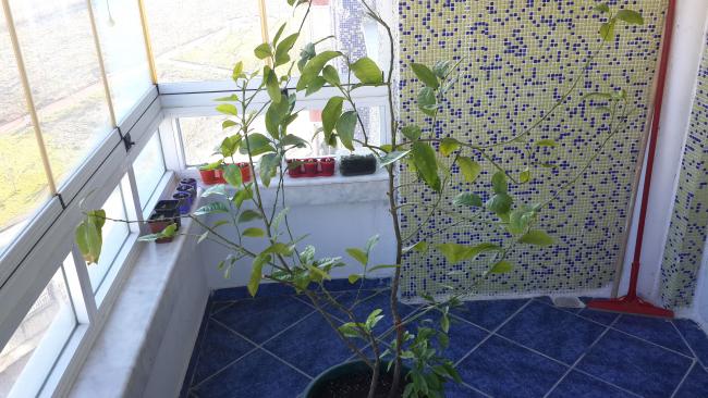 Name:  limon02.jpg
Views: 2723
Size:  53.5 KB