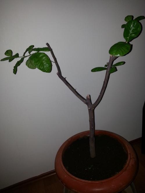 Name:  limon 1.jpg
Views: 1770
Size:  21.6 KB