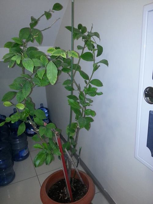 Name:  limon2.jpg
Views: 1931
Size:  40.6 KB