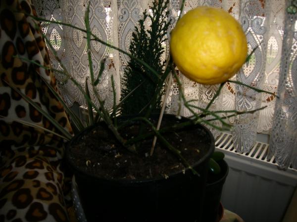 Name:  001.jpg
Views: 23370
Size:  43.9 KB