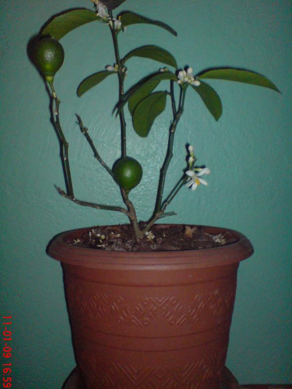 Name:  ogi 010.jpg
Views: 2272
Size:  47.0 KB
