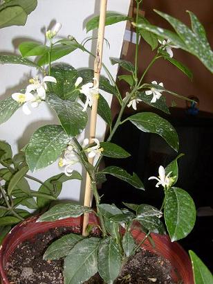 Name:  limon03.03.2009.JPG
Views: 2425
Size:  65.9 KB
