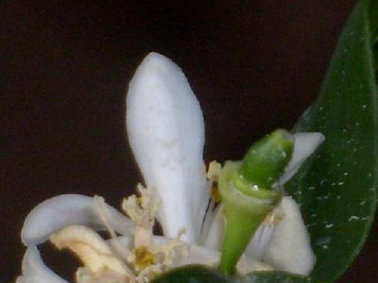 Name:  ilk.limon-03.03.2209.JPG
Views: 2198
Size:  54.8 KB