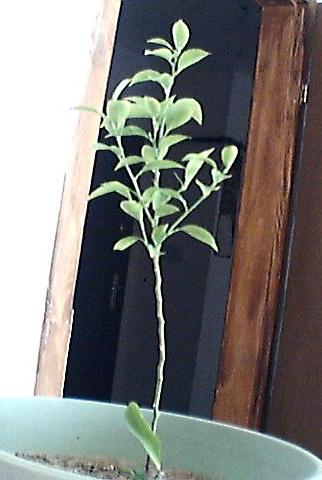 Name:  limon 1.jpg
Views: 2475
Size:  25.2 KB