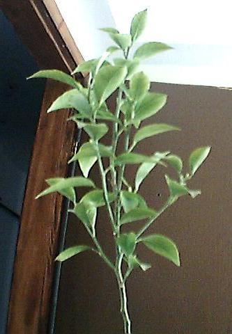 Name:  limon 2.jpg
Views: 1760
Size:  26.2 KB