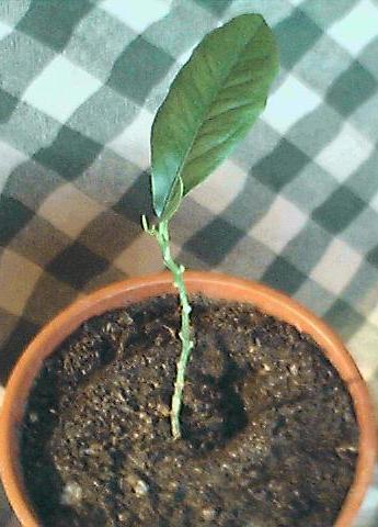 Name:  mandalina 1.jpg
Views: 1988
Size:  32.0 KB