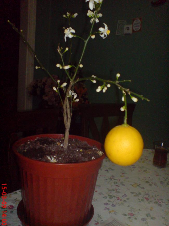 Name:  Resim(Ouzhan) 058.jpg
Views: 1765
Size:  51.5 KB