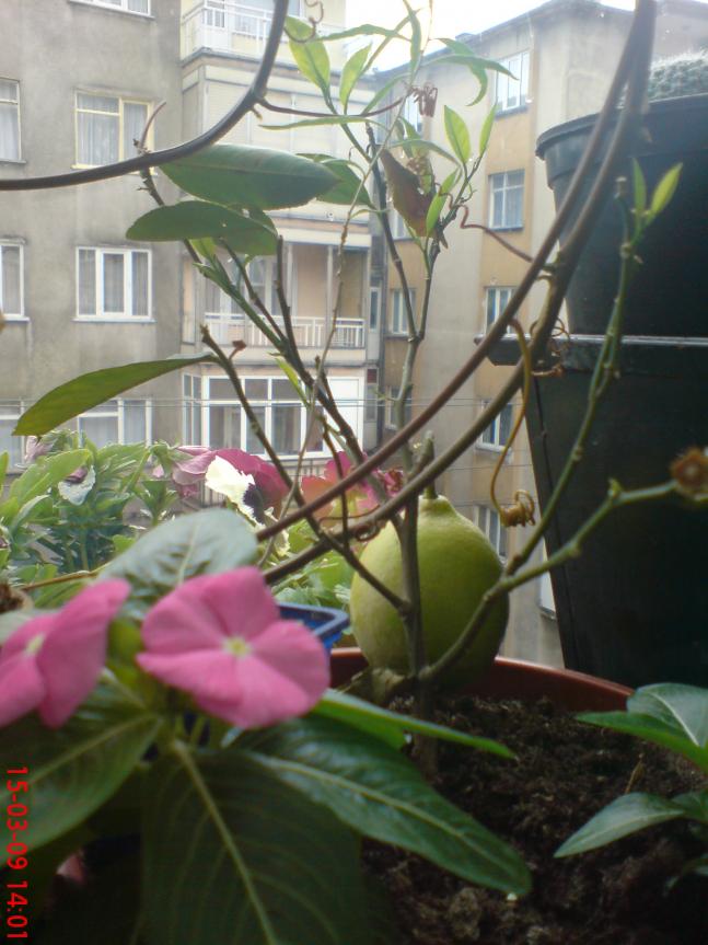 Name:  Resim(Ouzhan) 059.jpg
Views: 1882
Size:  69.9 KB